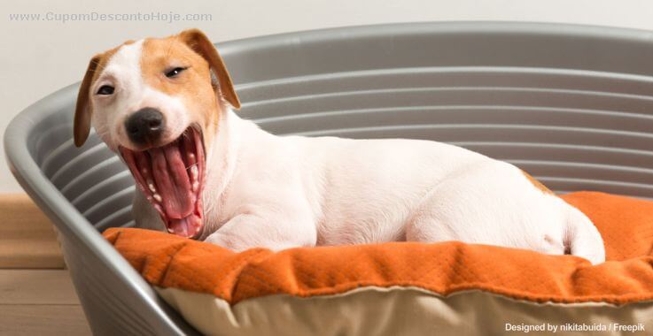 Como escolher um entre os milhares filhotes de cachorros? Como escolher um entre os milhares filhotes de cachorros?