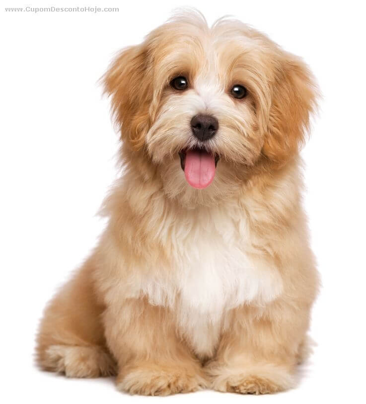 Quais os cuidados iniciais com seu filhote de cachorro Quais os cuidados iniciais com seu filhote de cachorro