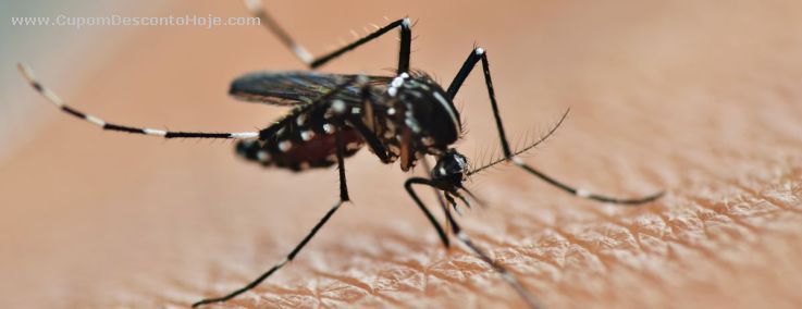 Tudo que você precisa saber sobre a vacina contra a dengue Tudo que você precisa saber sobre a vacina contra a dengue
