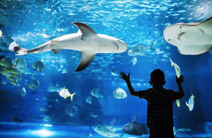 cupom desconto hoje na loja Ingresso para Sea Life Orlando Aquarium