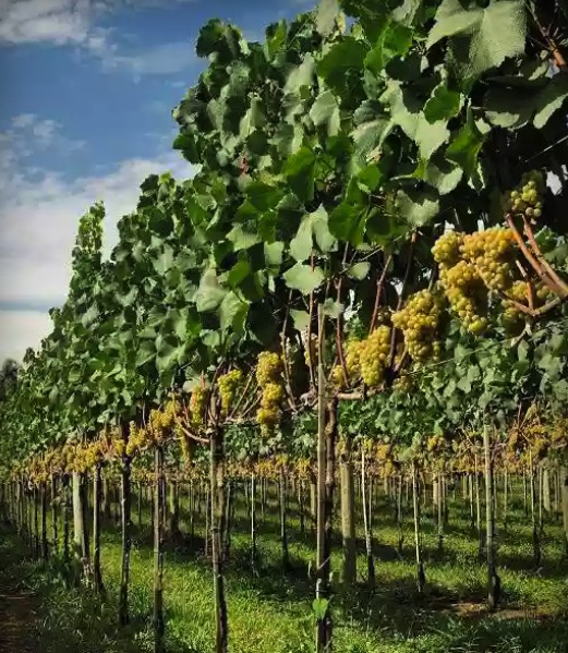 cupom desconto hoje na loja Tour Gran Reserva Vale dos Vinhedos