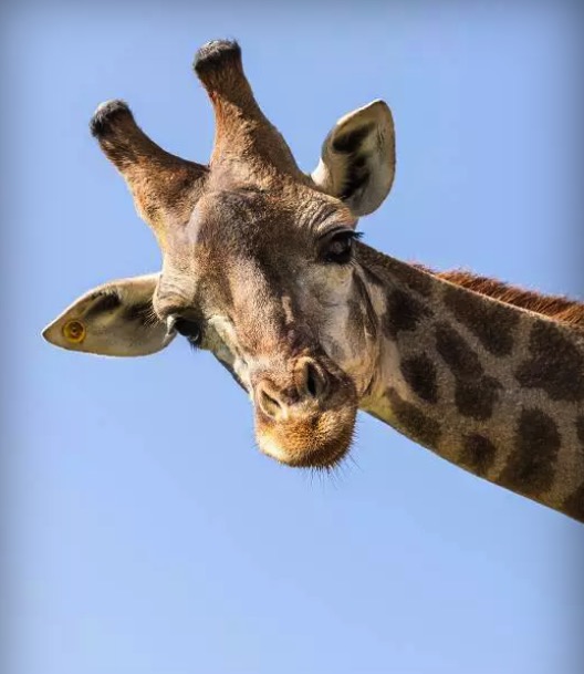 cupom desconto hoje na loja Zoológico Temaiken